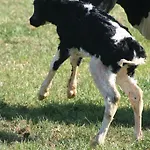 キャンピング デ フリンデイル Nieuwland