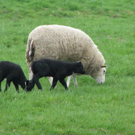 Prázdninový dům De Grienduil