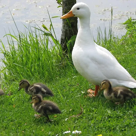 De Grienduil Dom wakacyjny