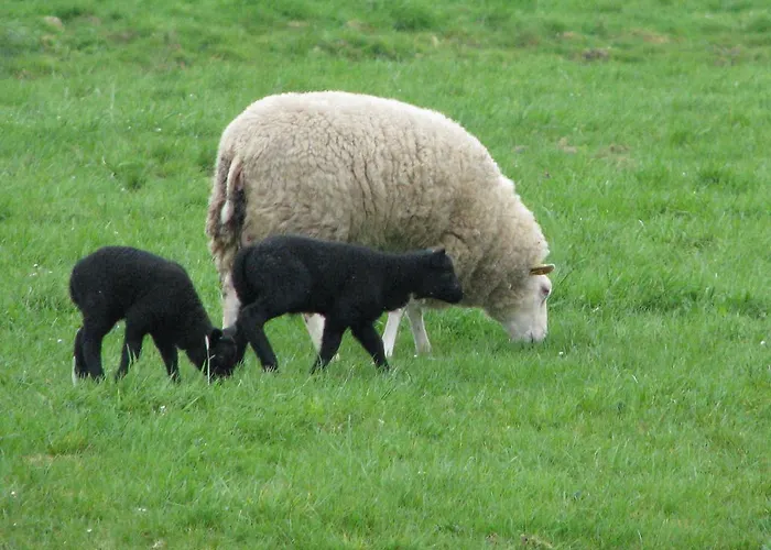 Ferienhaus De Grienduil