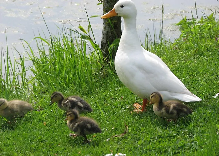 De Grienduil Сasa de vacaciones