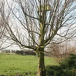 De Grienduil 펜션 Nieuwland (Vijfheerenlanden)