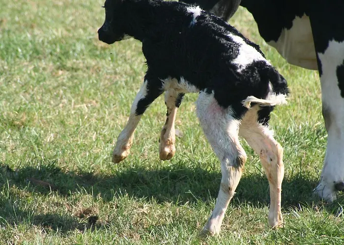 キャンピング デ フリンデイル Nieuwland
