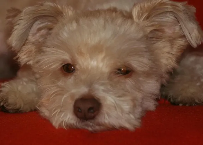 Casa vacanze De Grienduil Nieuwland (Vijfheerenlanden)